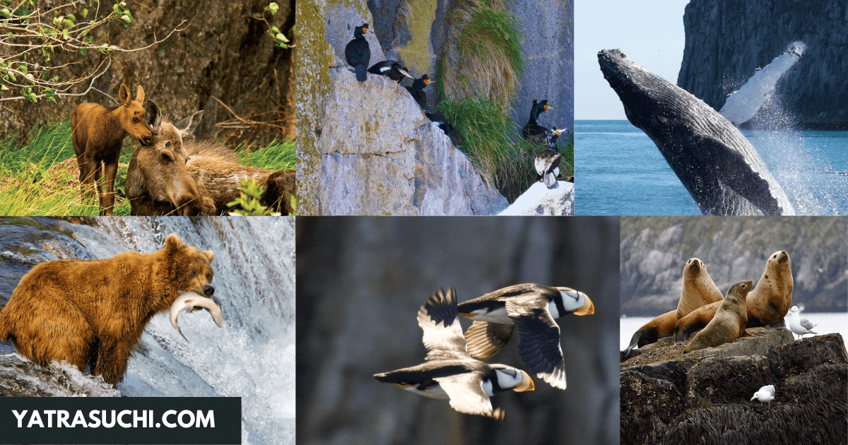 Kenai Fjords National Park animals