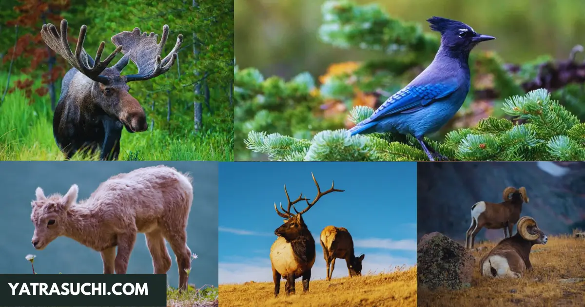 bird-watching-rocky-mountain-national-park